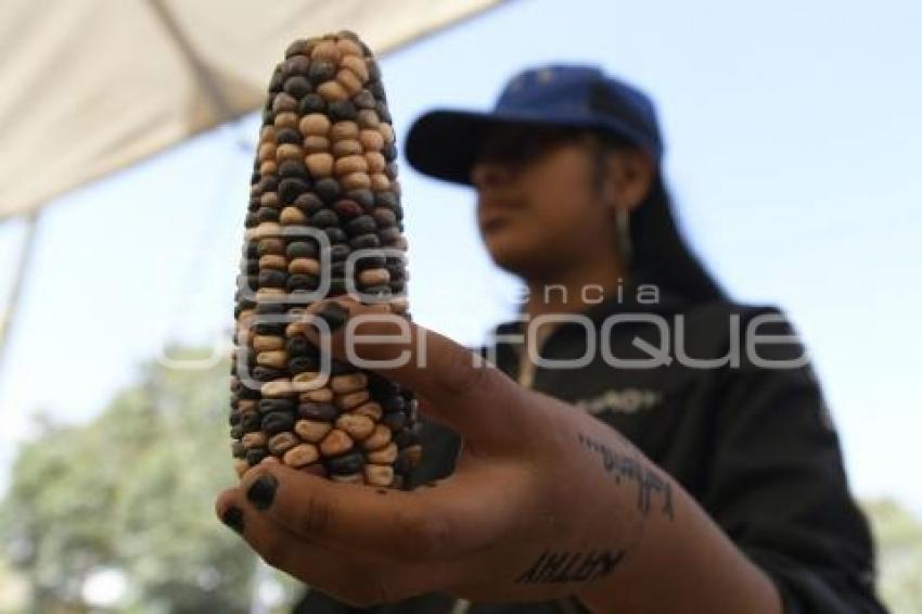 TLAXCALA . FIESTA DEL MAÍZ