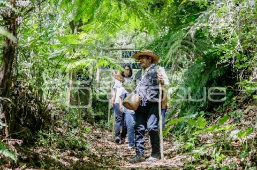 XICOTEPEC . BOSQUE MESÓFILO DE MONTAÑA