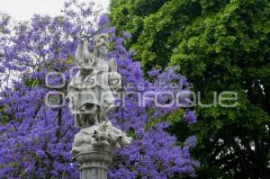 JACARANDAS