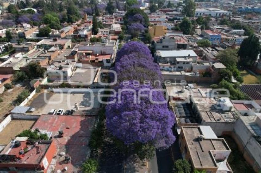 TLAXCALA . JACARANDAS