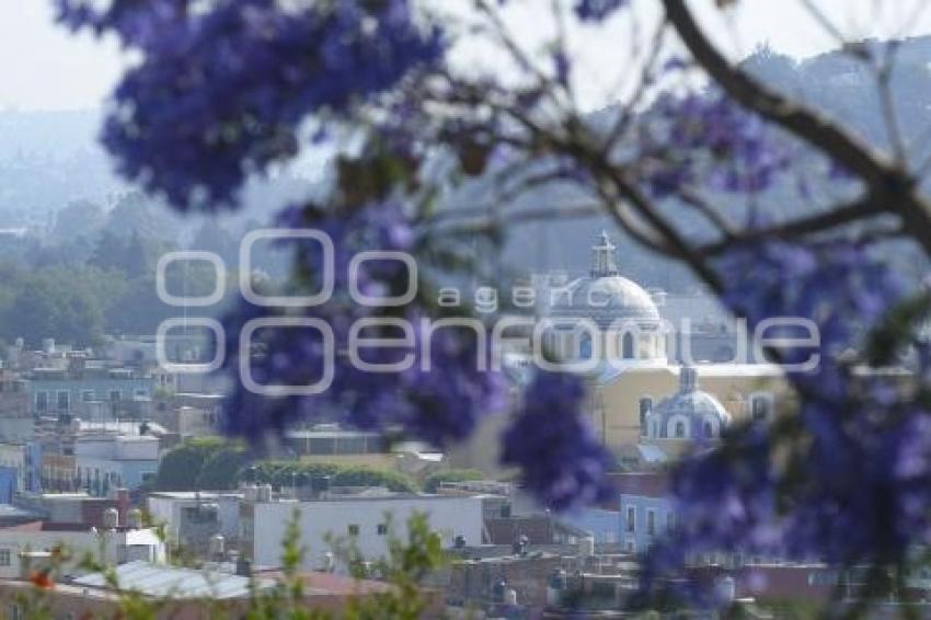 TLAXCALA . JACARANDAS