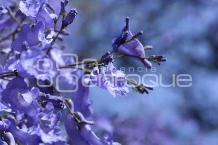 TLAXCALA . JACARANDAS