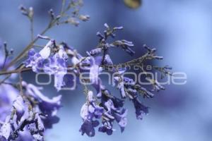 TLAXCALA . JACARANDAS