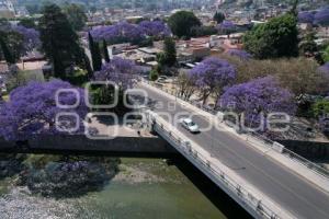 TLAXCALA . JACARANDAS