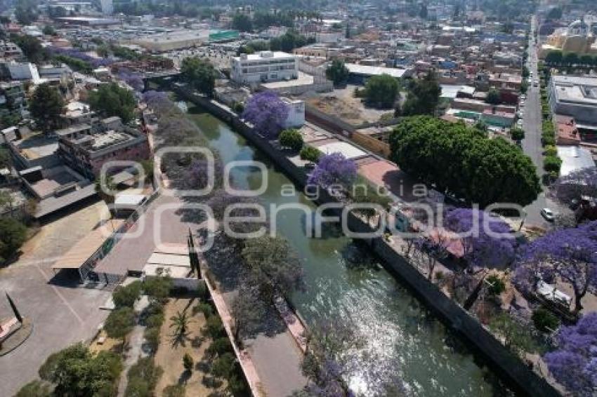 TLAXCALA . JACARANDAS