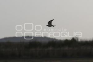TLAXCALA . PRESA ATLANGATEPEC