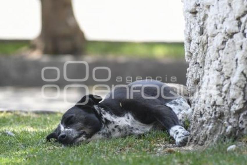 TLAXCALA . DÍA ANIMALES CALLEJEROS