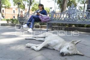 TLAXCALA . DÍA ANIMALES CALLEJEROS