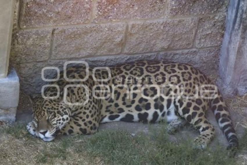 TLAXCALA . ZOOLÓGICO DEL ALTIPLANO