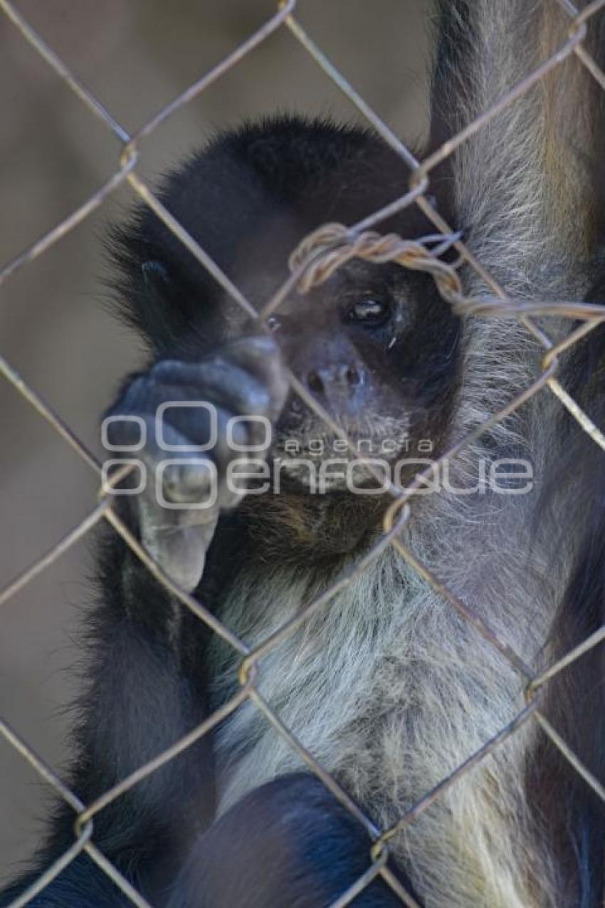 TLAXCALA . ZOOLÓGICO DEL ALTIPLANO