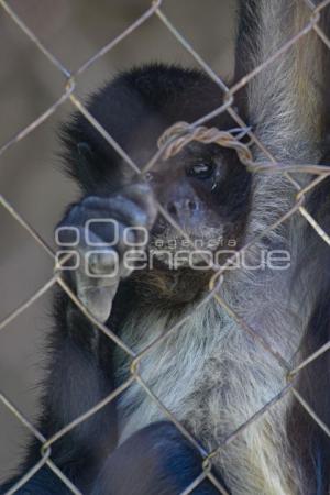 TLAXCALA . ZOOLÓGICO DEL ALTIPLANO