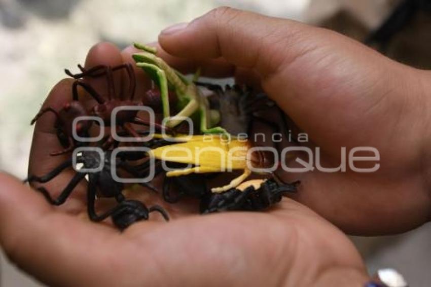 TLAXCALA . FESTILAX DE ANFIBIOS