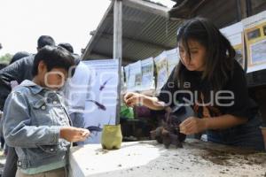 TLAXCALA . FESTILAX DE ANFIBIOS