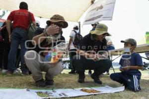 TLAXCALA . FESTILAX DE ANFIBIOS