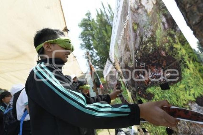 TLAXCALA . FESTILAX DE ANFIBIOS