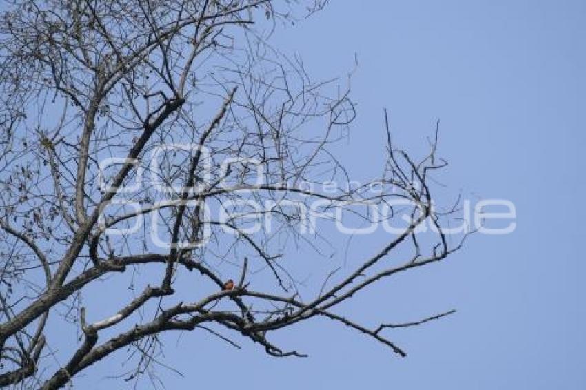 TLAXCALA . OBSERVATORIO AVES MIGRATORIAS