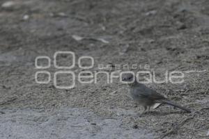 TLAXCALA . OBSERVATORIO AVES MIGRATORIAS