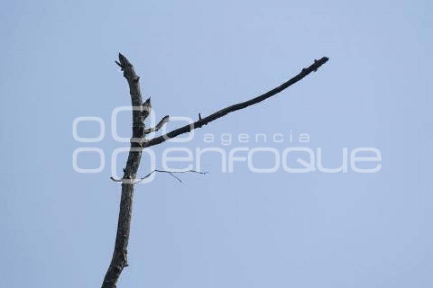 TLAXCALA . OBSERVATORIO AVES MIGRATORIAS