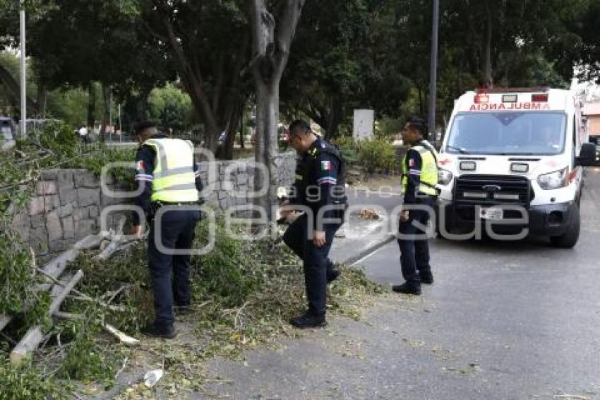 MEDIO AMBIENTE . ÁRBOL CAÍDO