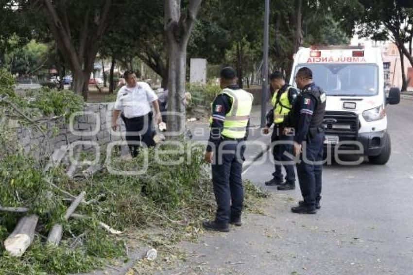 MEDIO AMBIENTE . ÁRBOL CAÍDO