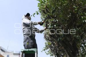 TLAXCALA . PODA ÁRBOLES