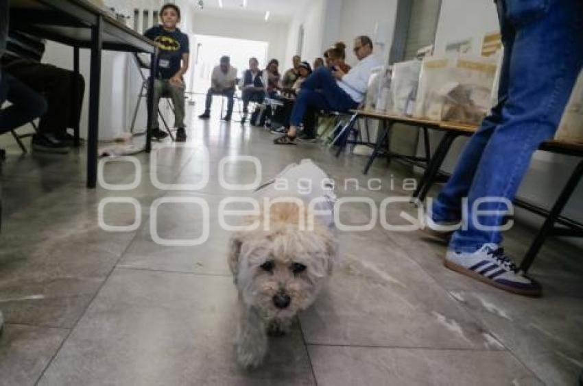 ELECCIONES 2024 . DAISY