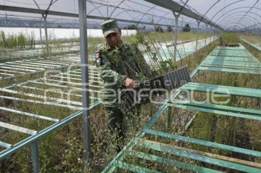 TLAXCALA . VIVERO 23 ZONA MILITAR