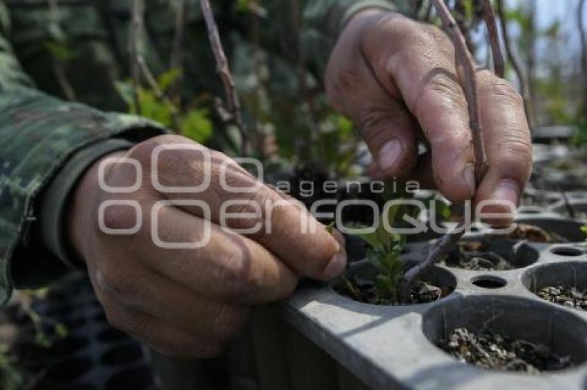 TLAXCALA . VIVERO 23 ZONA MILITAR