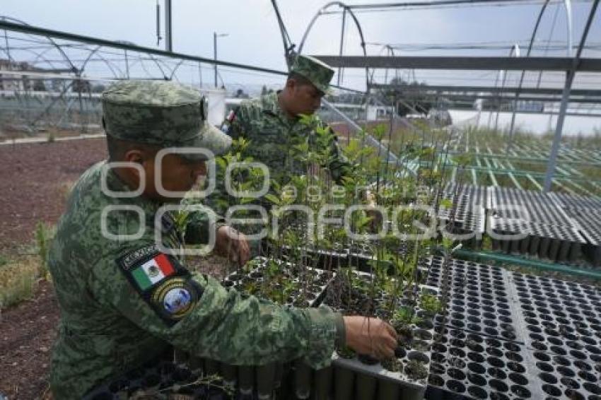 TLAXCALA . VIVERO 23 ZONA MILITAR