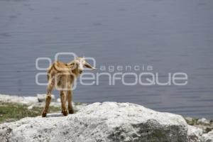 PRESA VALSEQUILLO