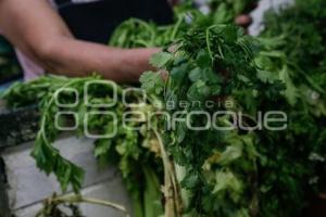 ECONOMÍA . CILANTRO