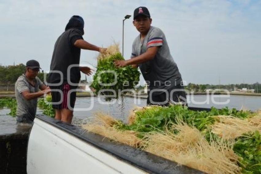 ATLIXCO . CILANTRO
