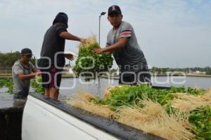 ATLIXCO . CILANTRO
