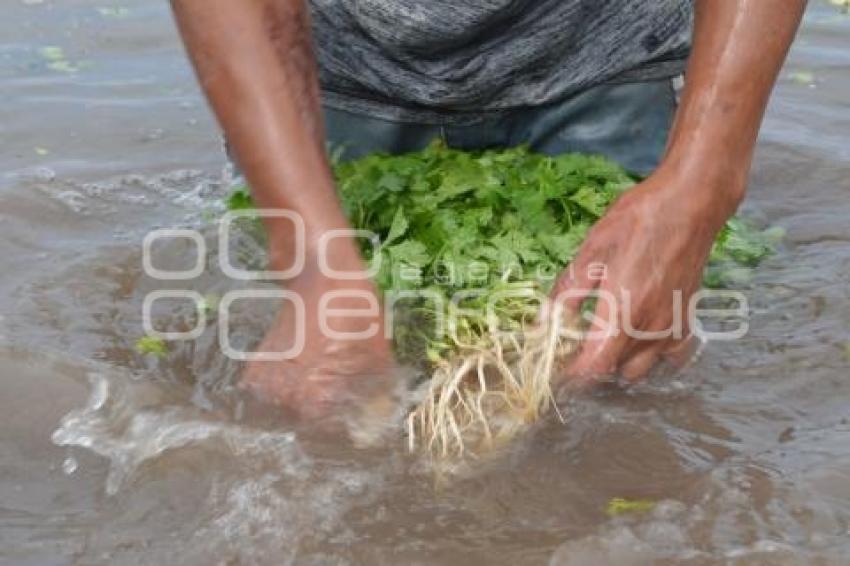 ATLIXCO . CILANTRO