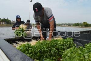 ATLIXCO . CILANTRO