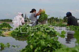ATLIXCO . CILANTRO