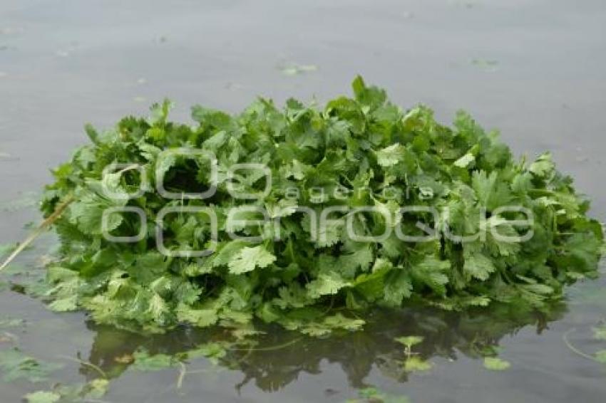 ATLIXCO . CILANTRO