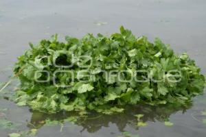 ATLIXCO . CILANTRO