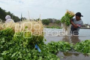 ATLIXCO . CILANTRO