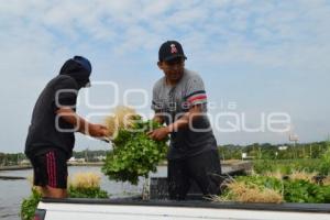 ATLIXCO . CILANTRO