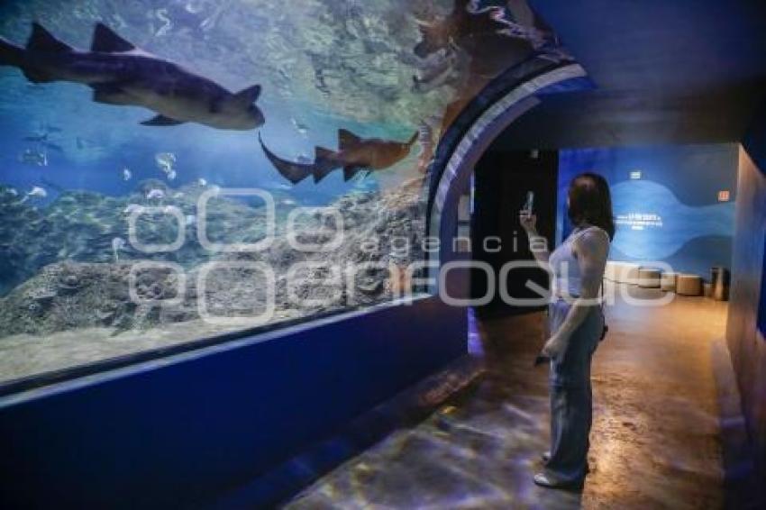 NOCHE DE MUSEOS . ACUARIO MICHIN