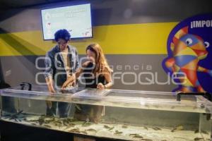 NOCHE DE MUSEOS . ACUARIO MICHIN