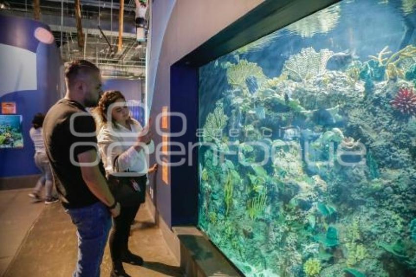 NOCHE DE MUSEOS . ACUARIO MICHIN