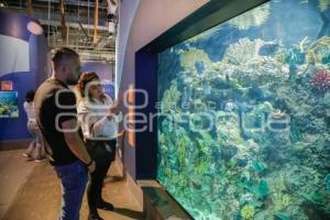 NOCHE DE MUSEOS . ACUARIO MICHIN