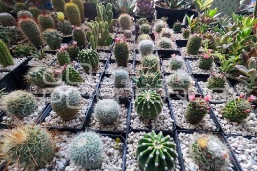 TLAXCALA . FESTIVAL DE SUCULENTAS