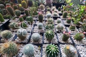 TLAXCALA .  FESTIVAL DE SUCULENTAS