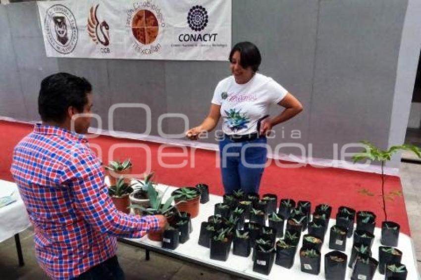 TLAXCALA . FESTIVAL DE SUCULENTAS