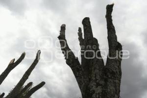 TLAXCALA . PODA ÁRBOLES 
