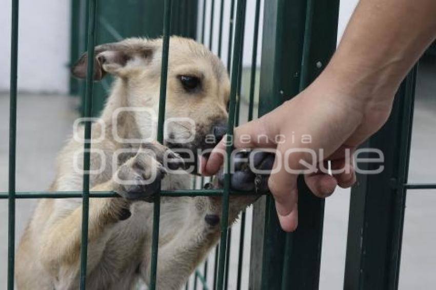 AYUNTAMIENTO . ESTANCIA PARA EL BIENESTAR ANIMAL