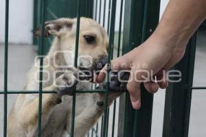 AYUNTAMIENTO . ESTANCIA PARA EL BIENESTAR ANIMAL